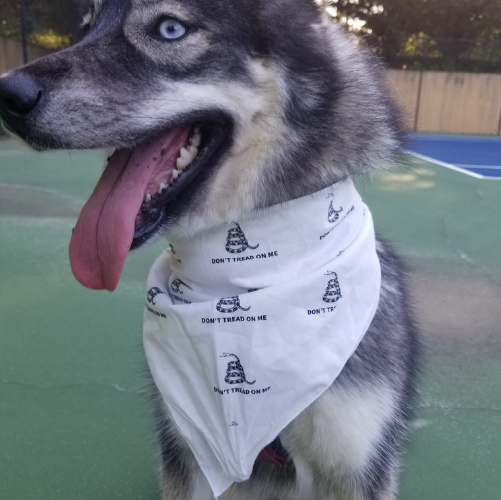 Dog Bandanas